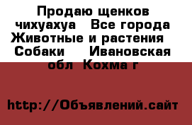 Продаю щенков чихуахуа - Все города Животные и растения » Собаки   . Ивановская обл.,Кохма г.